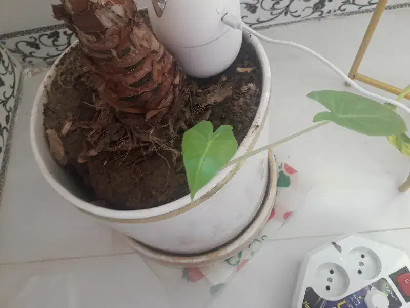 گل بابا آدم|گل و گیاه طبیعی|صحنه, |دیوار