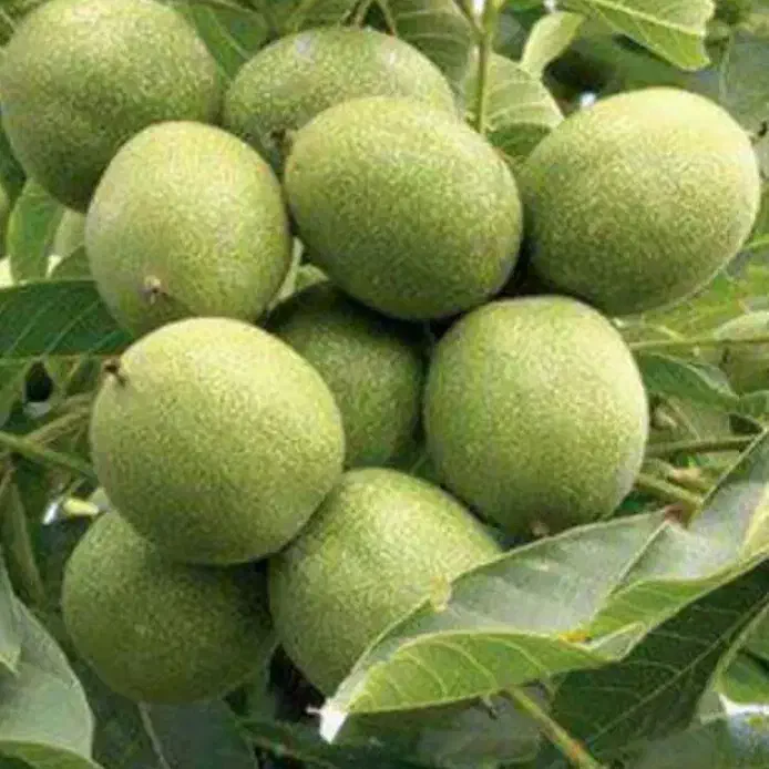 فروش عمده و خرده نهال|خدمات باغبانی و درختکاری|رشت, بازار|دیوار