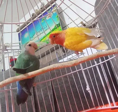 کوتوله برزیلی|پرنده|تربتحیدریه, پائین ولایت|دیوار