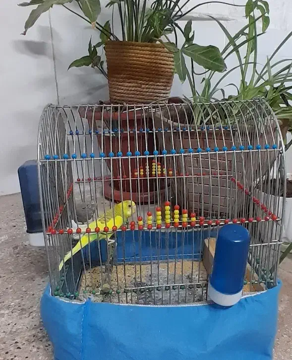 مرغ عشق با قفس|پرنده|قم, نیروگاه|دیوار