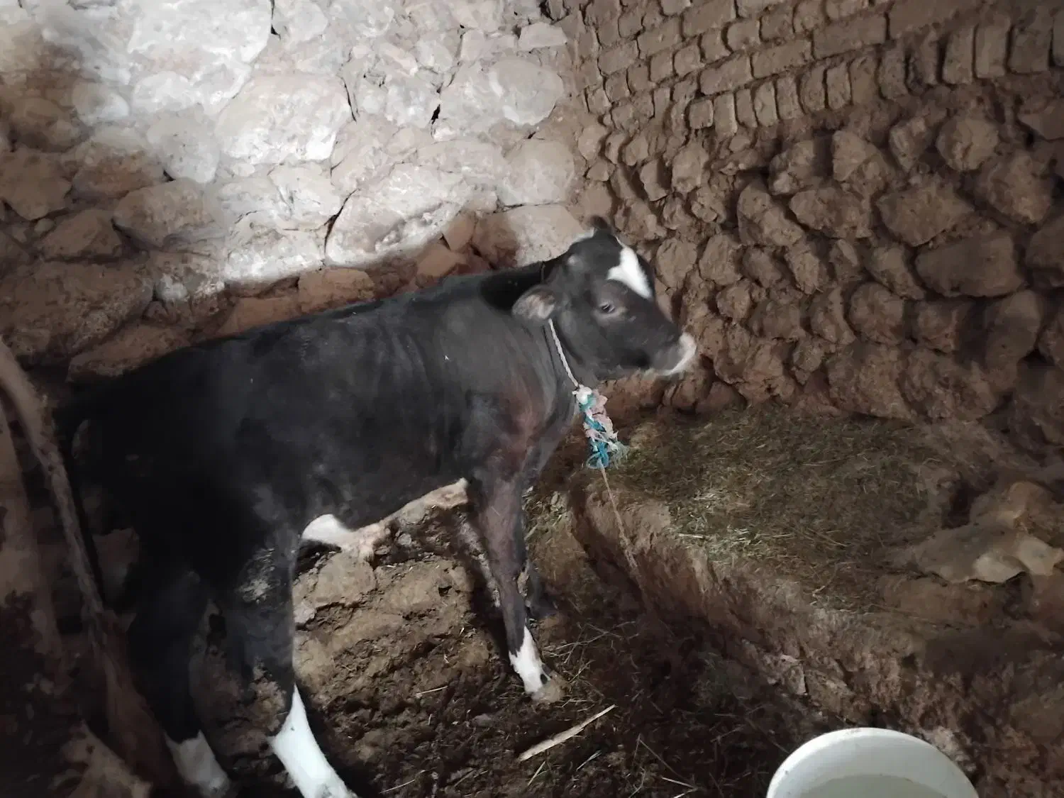 گوساله|حیوانات مزرعه|بروجرد, |دیوار