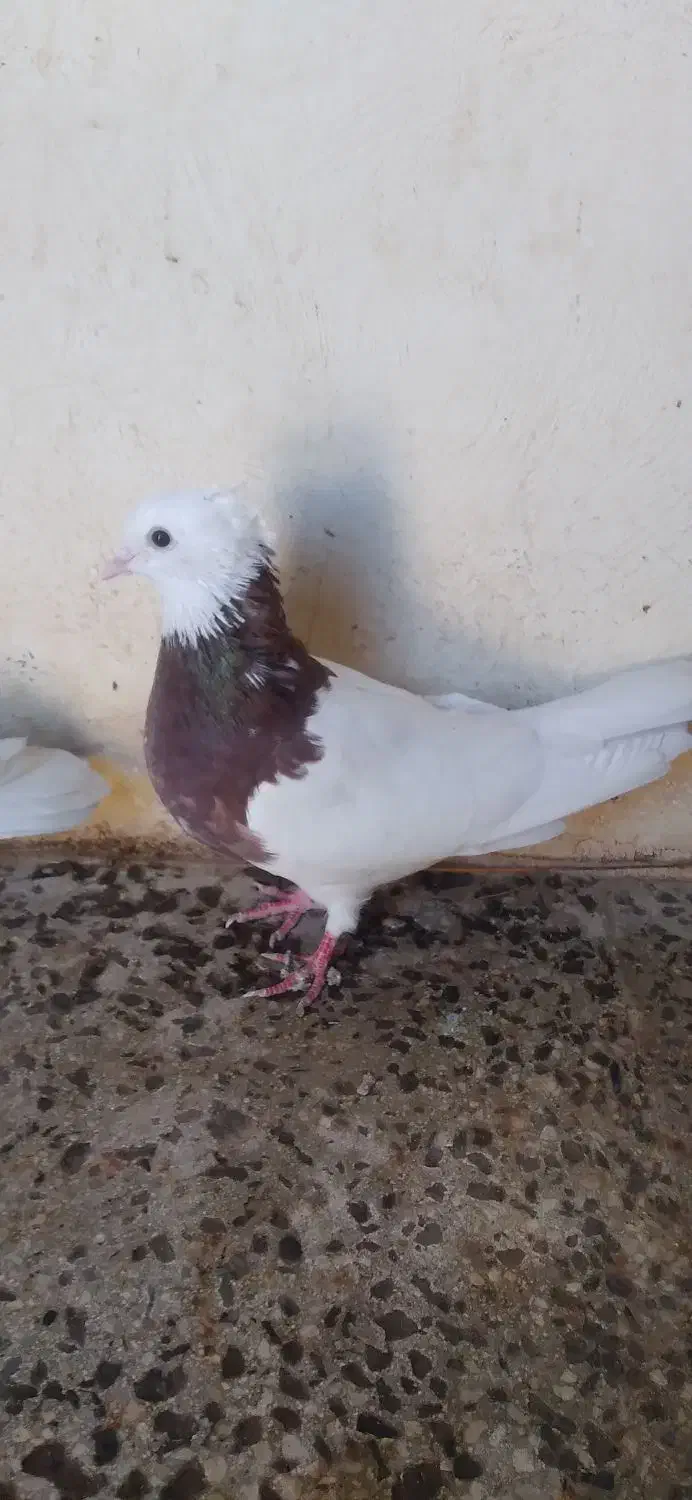 کبوتر|پرنده|بیستون, |دیوار