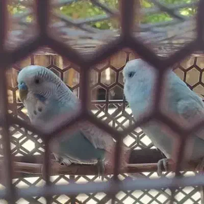 دو عدد مرغ عشق برای فروش سالم بدون مریضی|پرنده|اندیکا, |دیوار
