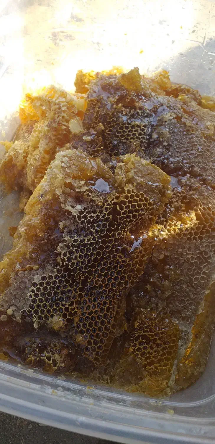 عسل کوهستان وحشی با کندو|خوردنی و آشامیدنی|رامشیر, |دیوار