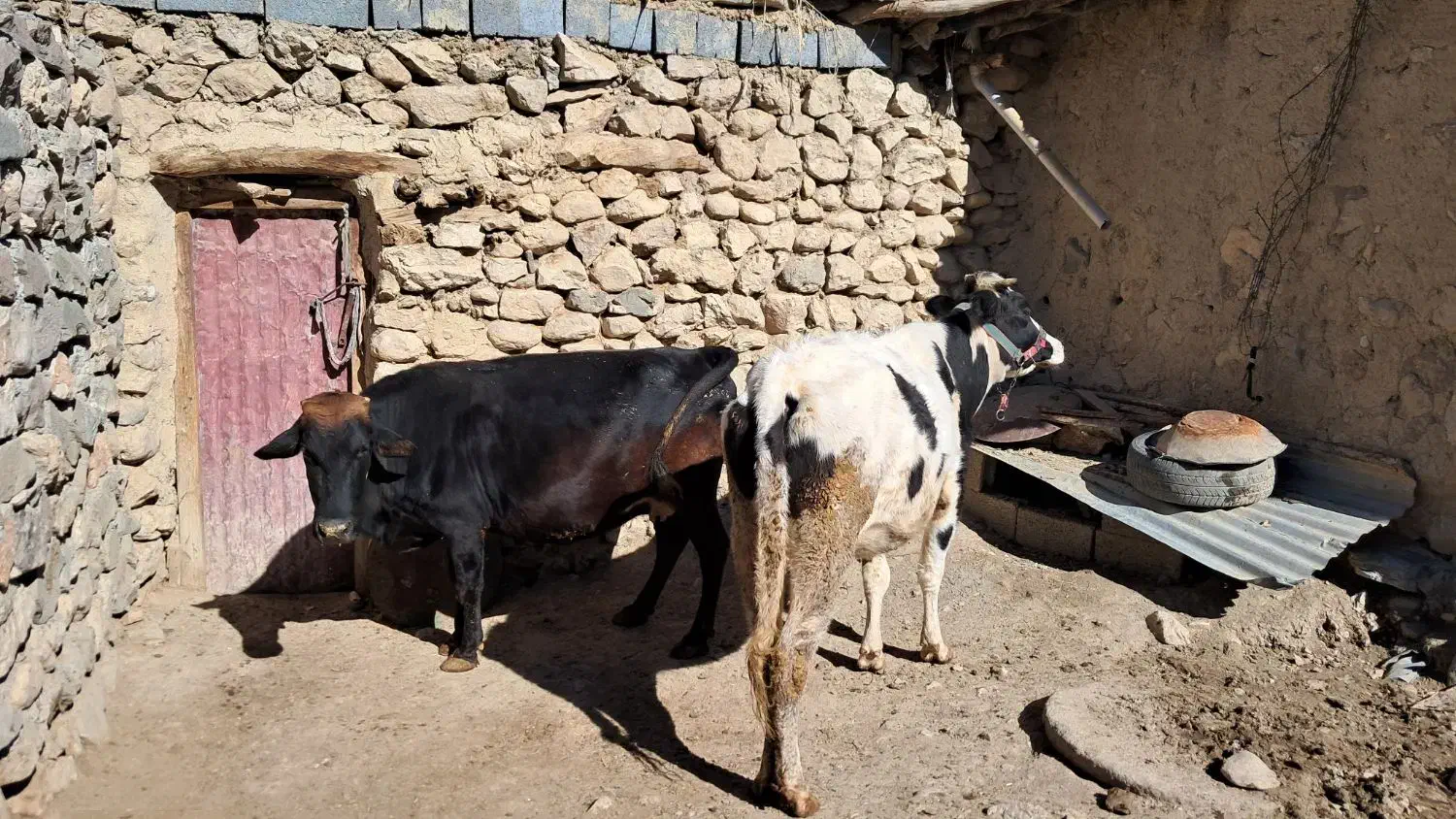 گاو (گوساله)|حیوانات مزرعه|مریوان, |دیوار