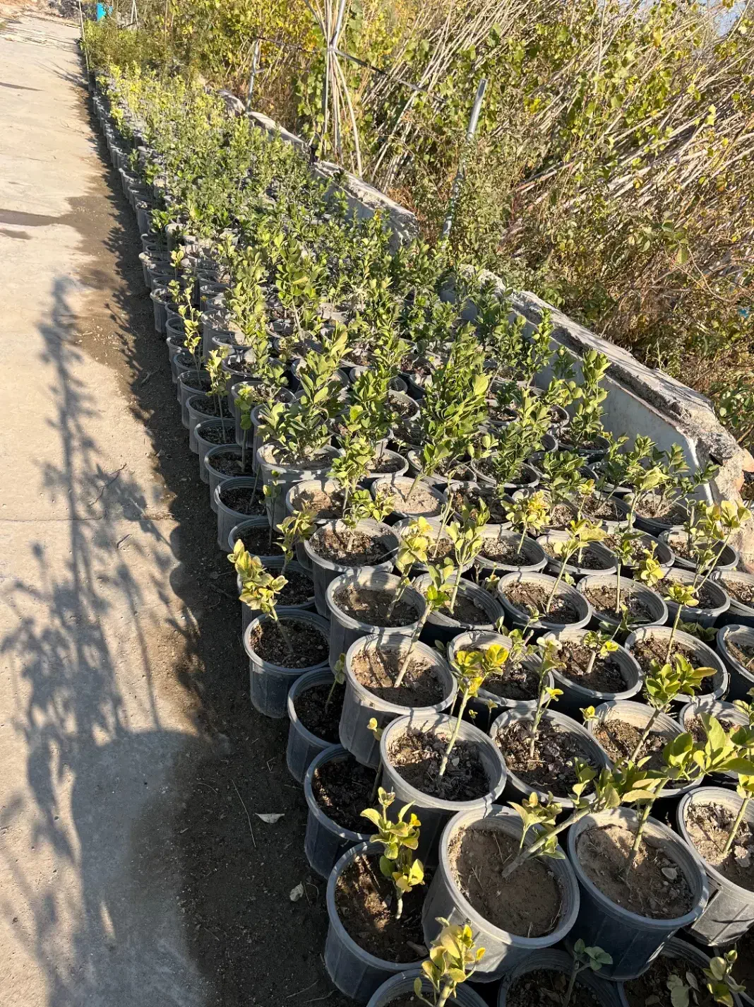 گل و گیاه نهال|خدمات باغبانی و درختکاری|شاهدشهر, |دیوار