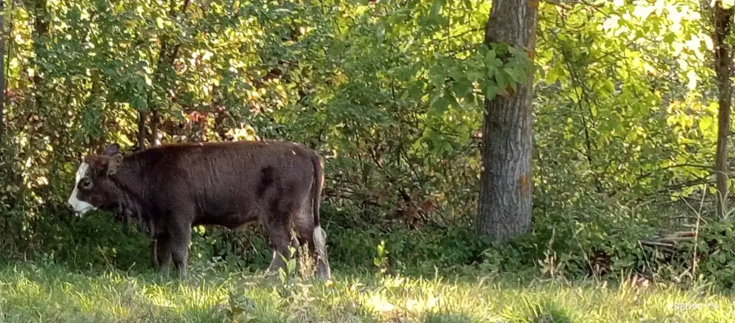 گاو همراه گوساله|حیوانات مزرعه|شاهرود (اردبیل), |دیوار