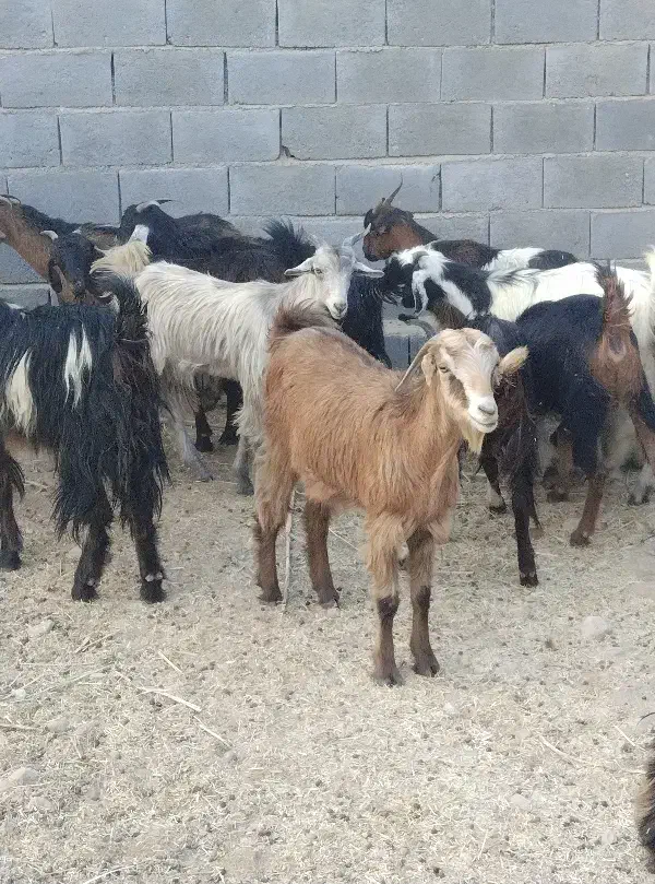 تعداد ۱۴عدد بز داشتی|حیوانات مزرعه|آبدان, |دیوار