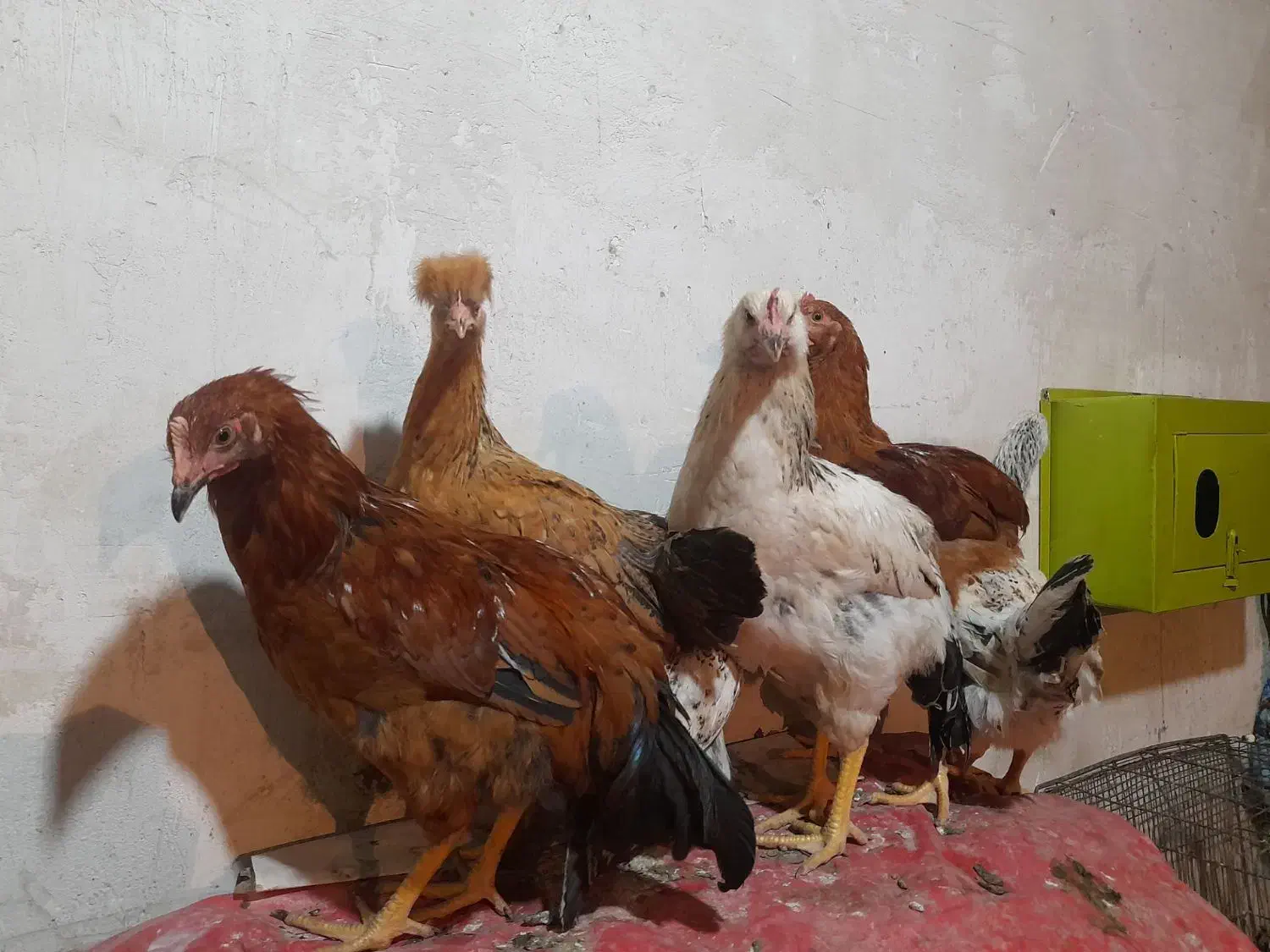 مرغ و خروس|حیوانات مزرعه|هریس, |دیوار