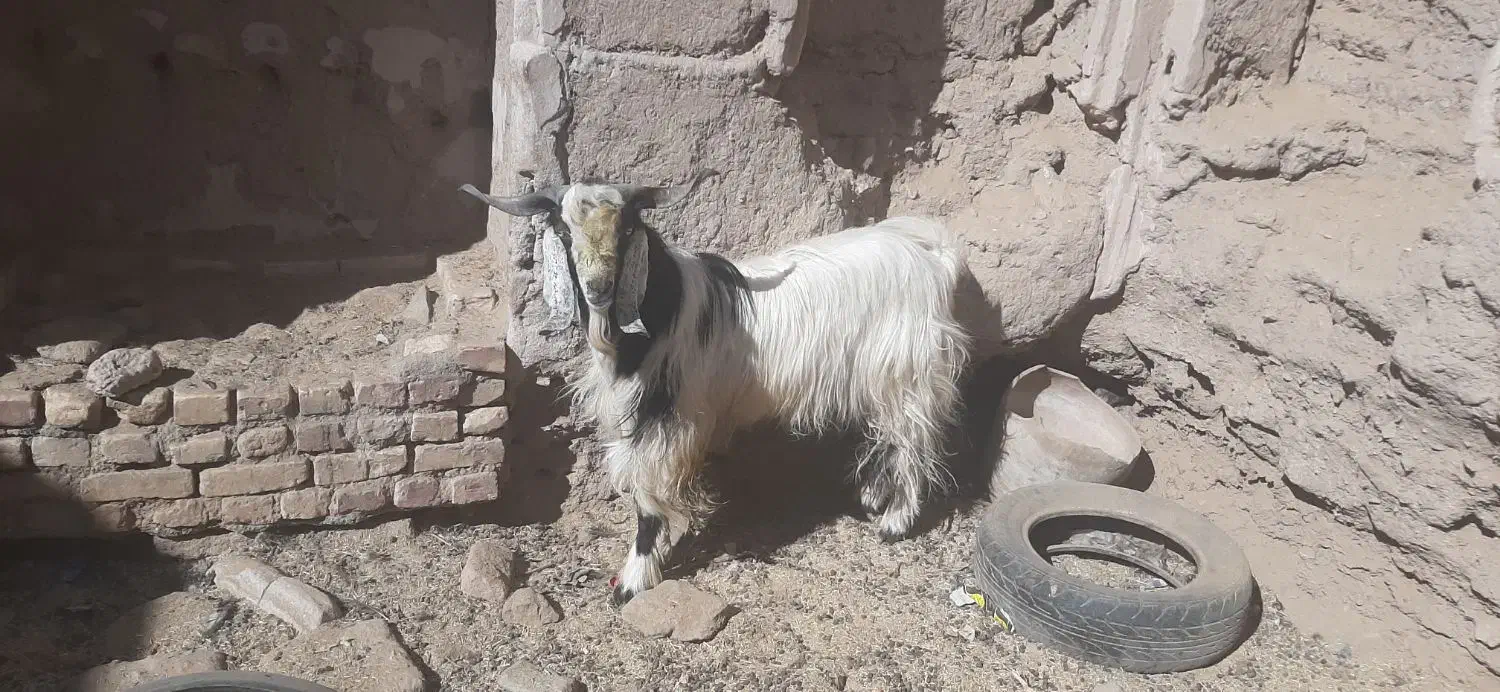 گوسفند نر دو رگه پاکستانی|حیوانات مزرعه|خوسف, |دیوار