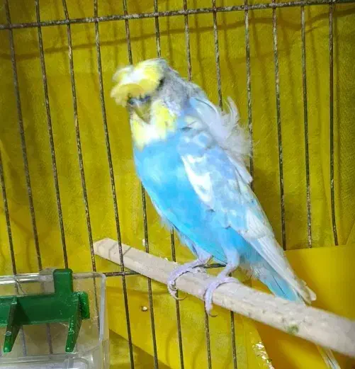 جفت بالغ کارداده پروانه ای|پرنده|گرگان, |دیوار