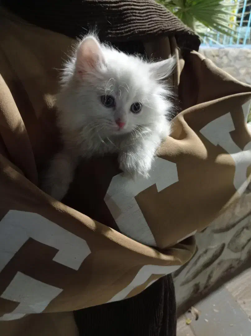 گربه پرشین اسکاتیش|گربه|اشکذر, |دیوار