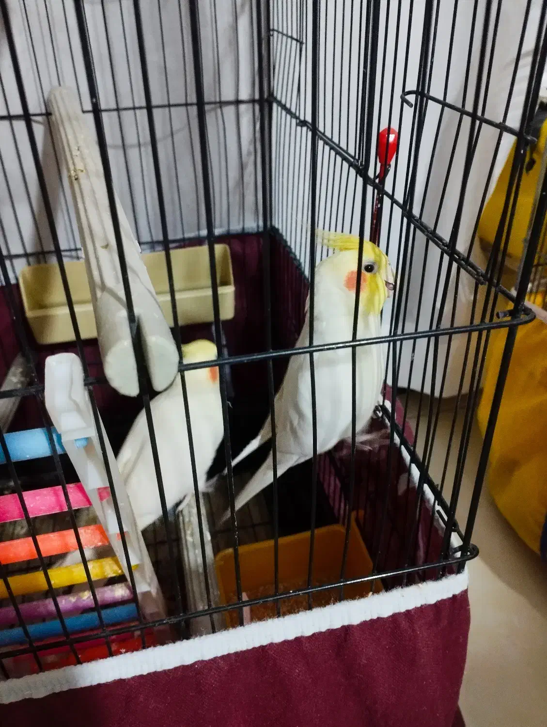 عروس هلندی|پرنده|فردیس, شهرک شهید حسینی|دیوار