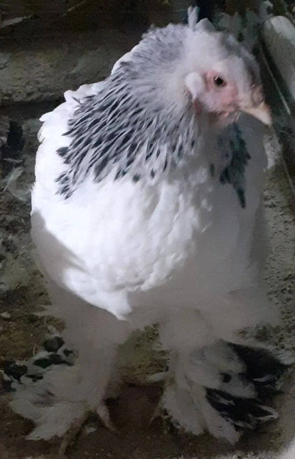 برهما لایت|حیوانات مزرعه|قزوین, |دیوار