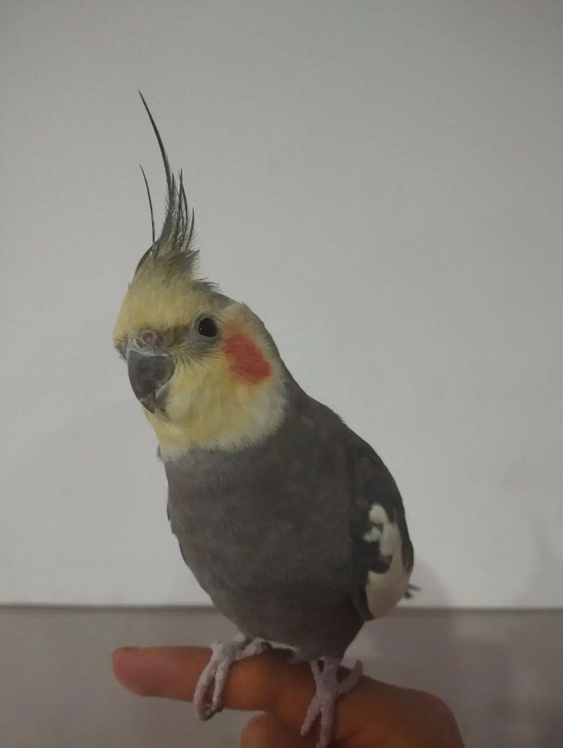 عروس هلندی|پرنده|همدان, |دیوار