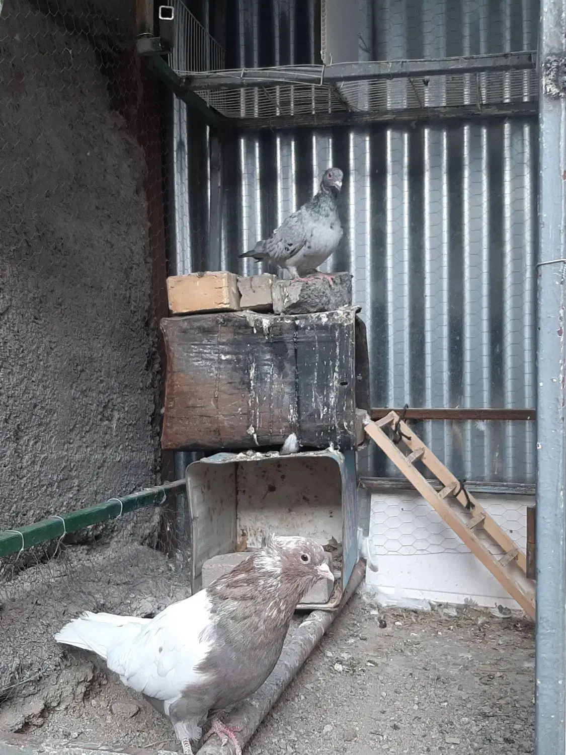 سار|پرنده|مشهد, انصار|دیوار