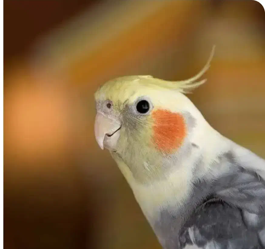 عروس هلندی گمشده|پرنده|تهران, دولاب|دیوار