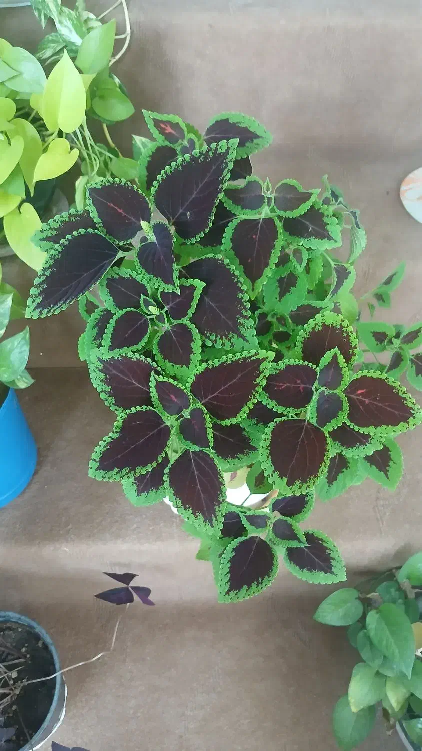 انواع گل طبیعی|گل و گیاه طبیعی|سقز, |دیوار