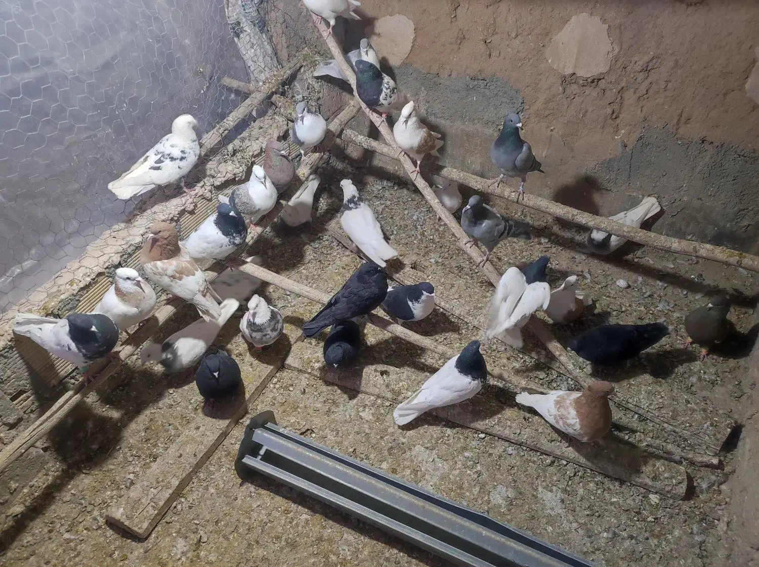 رنگی|پرنده|مبارکه, |دیوار