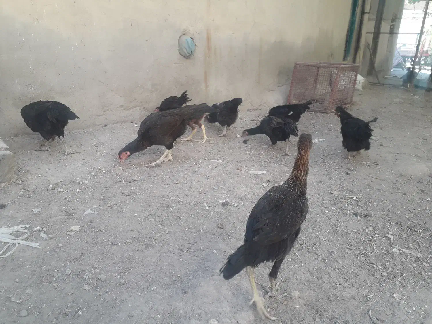 مرغ جوجه خروس لاری محلی دورگه روستایی|حیوانات مزرعه|بناب, |دیوار