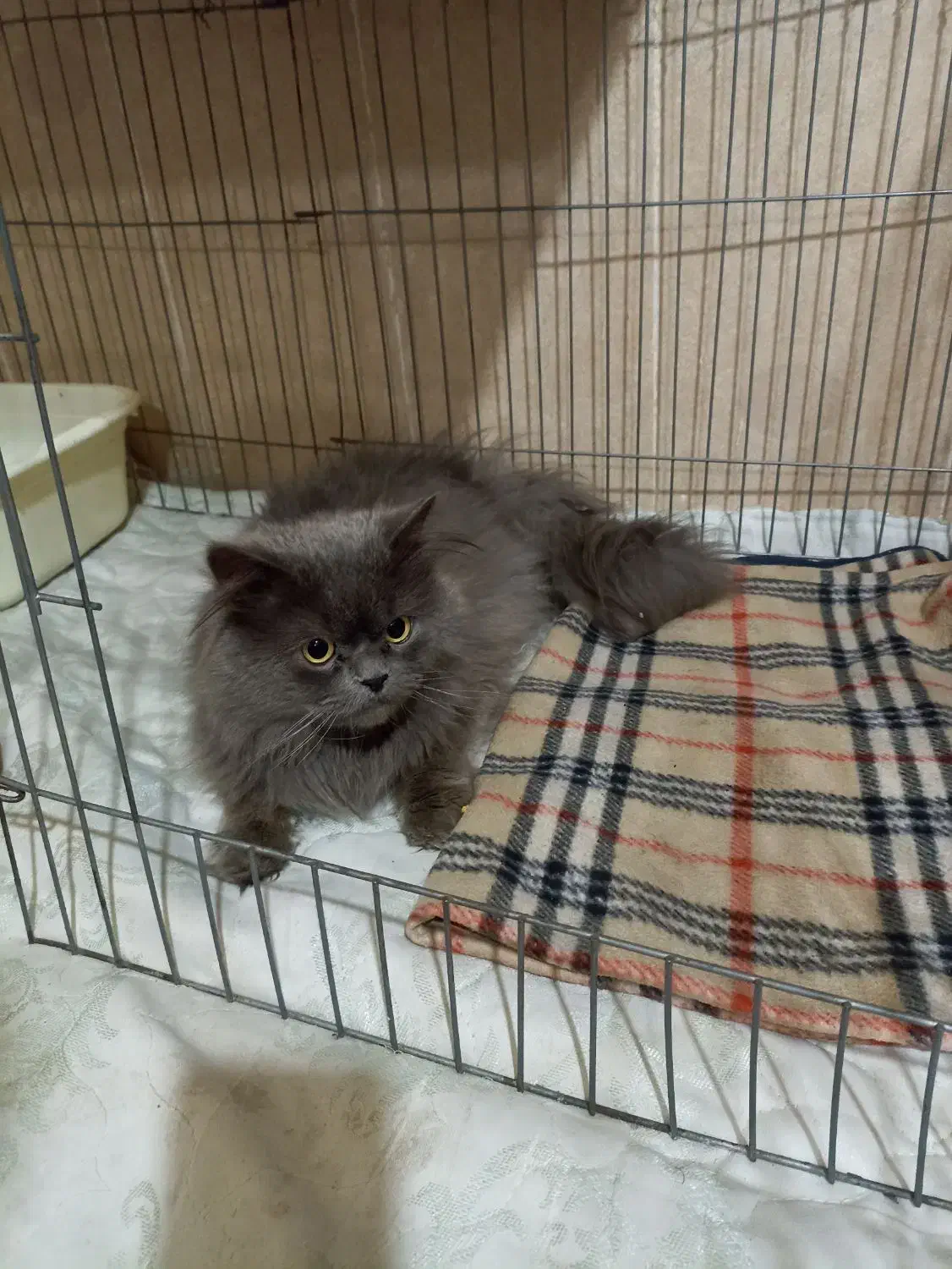 گربه نر بریتیش شورت هیر|گربه|تبریز, |دیوار