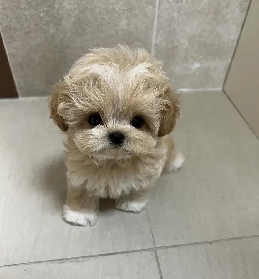 هاپو پاکوتاه|سگ|کرمان, |دیوار