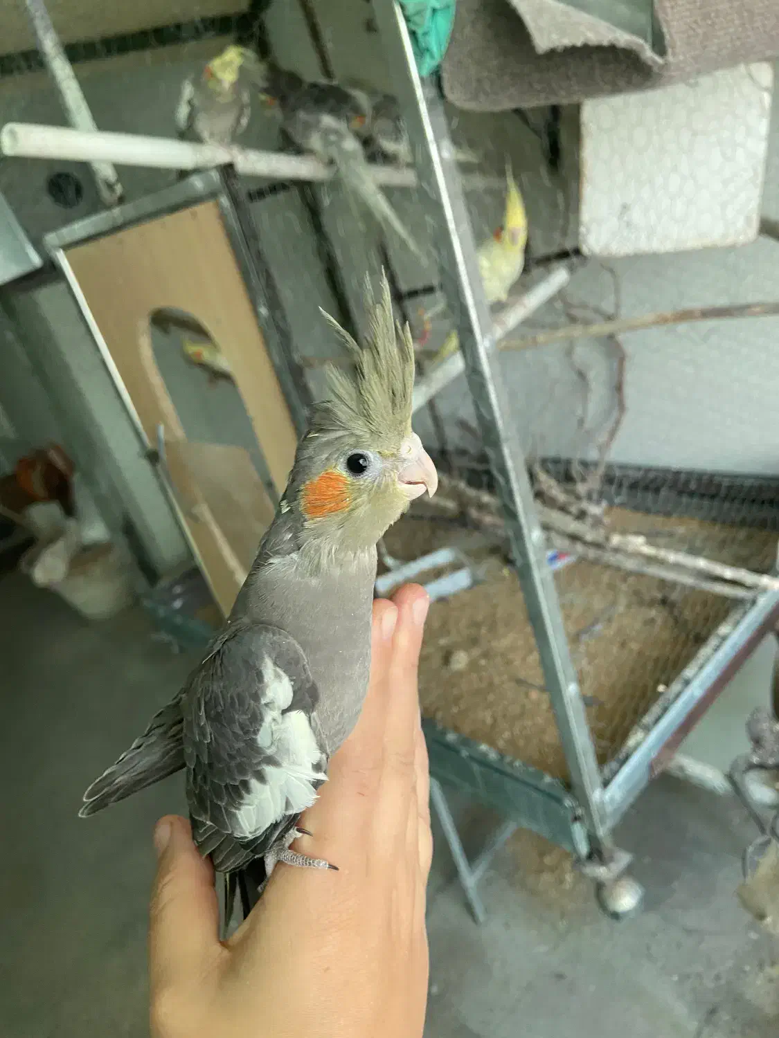 عروس هلندی نرم خور|پرنده|قدس, شهر‌قدس|دیوار