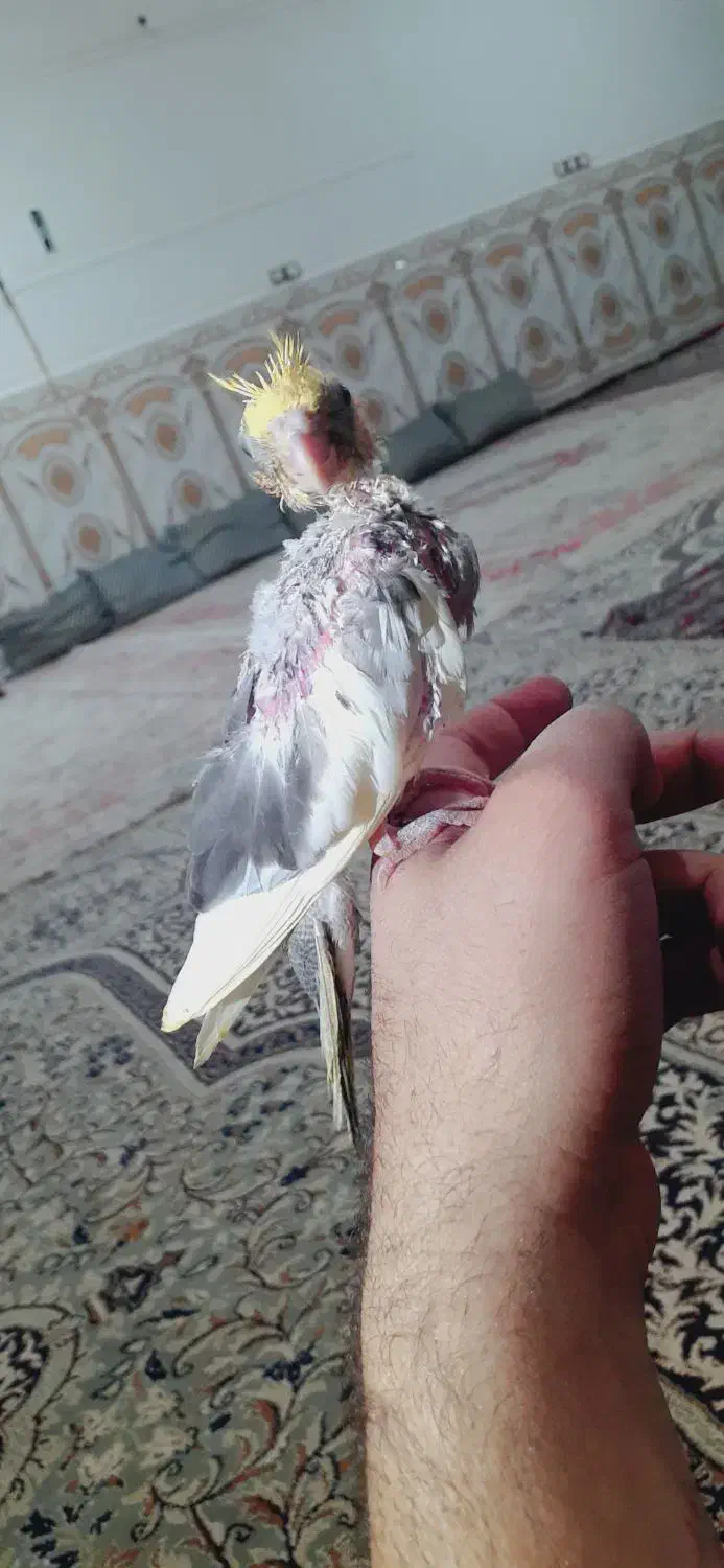 جوجه عروس ابلغ لوتینو|پرنده|زابل, |دیوار