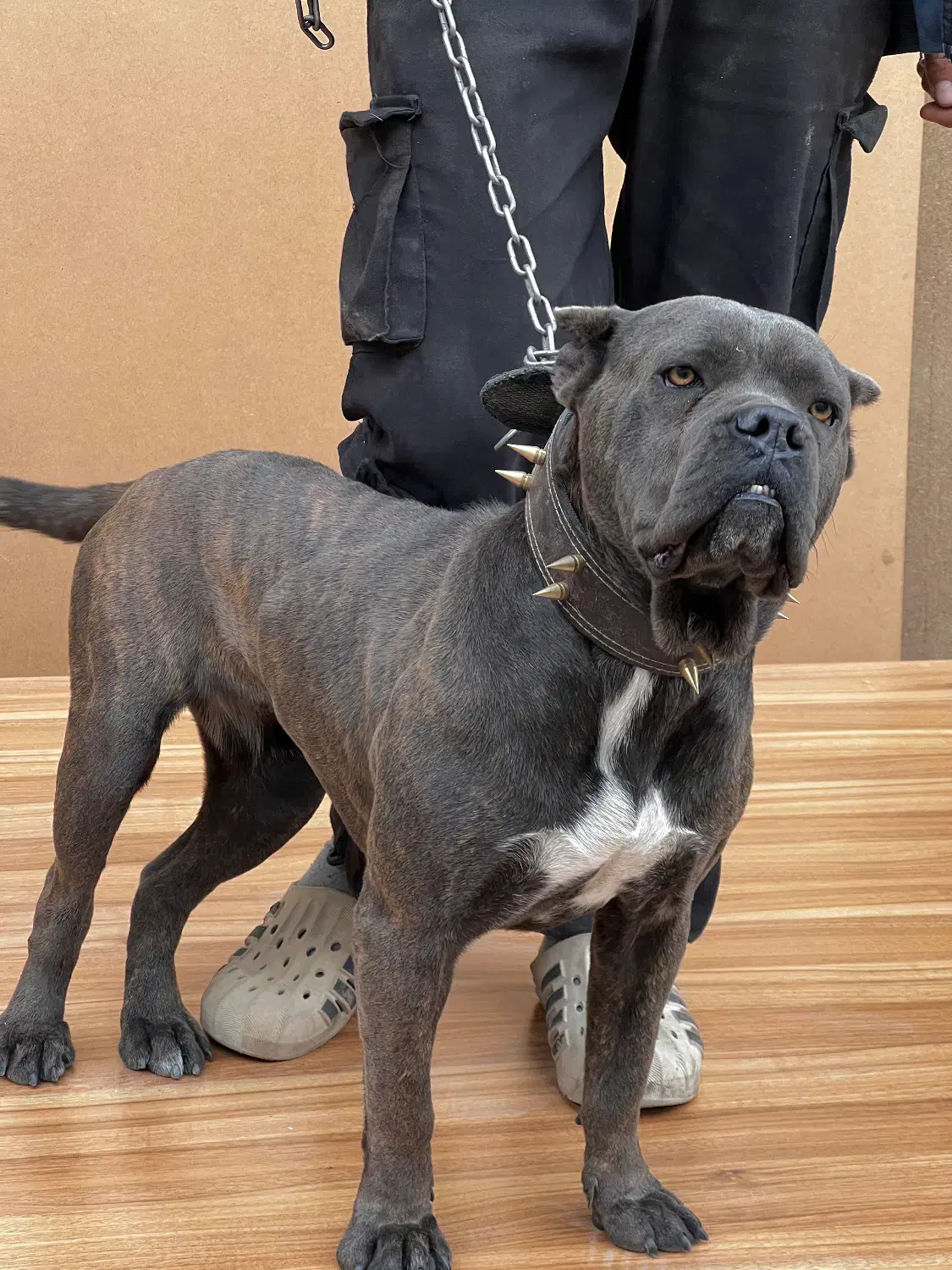 سگ کن کورسو اصیل ماده ۱۰ ماهه گارد کنکورسو کن کرسو|سگ|چهاردانگه (تهران), |دیوار