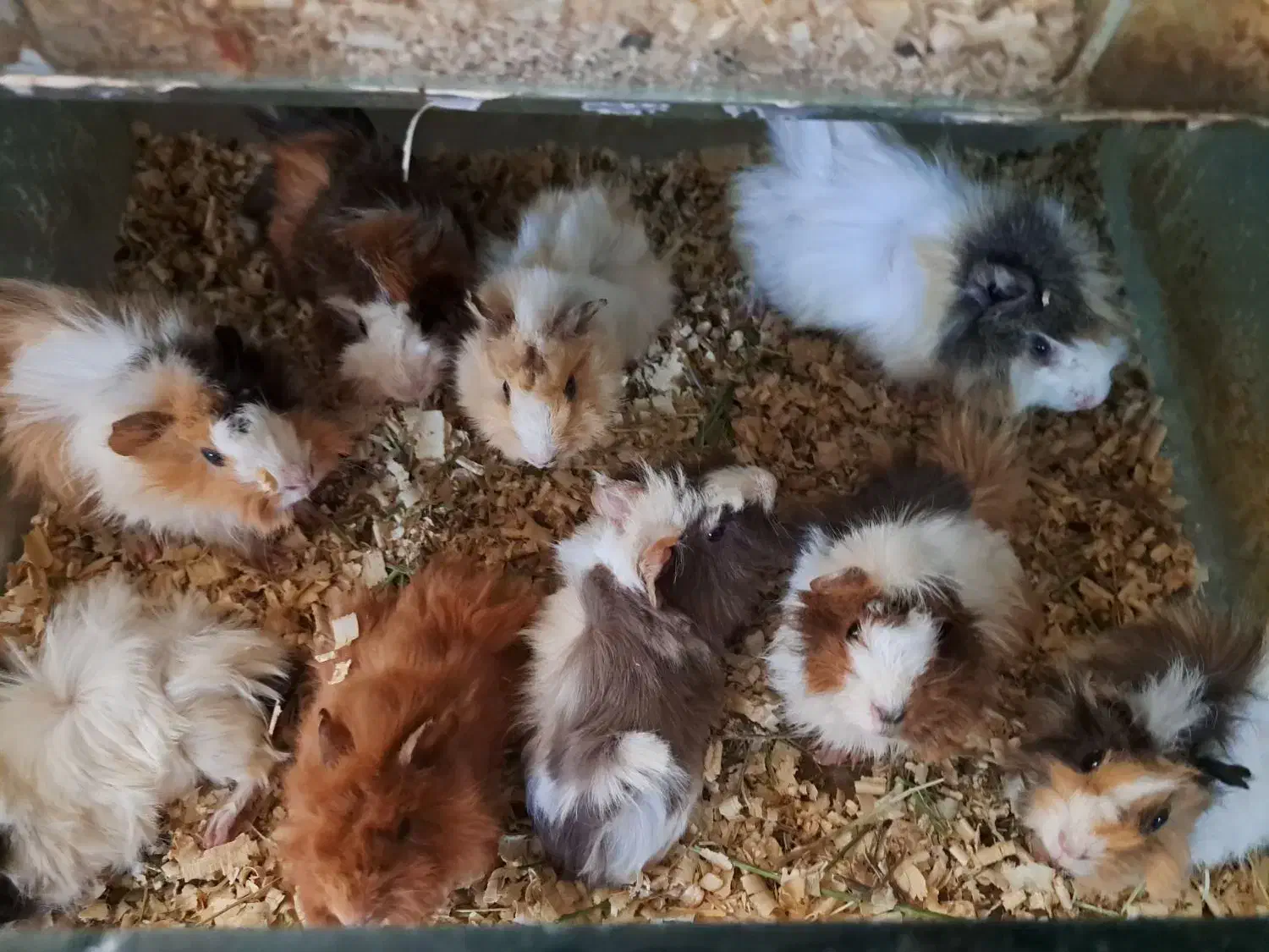 خوکچه هندی همستر|موش و خرگوش|مشهد, بلال|دیوار