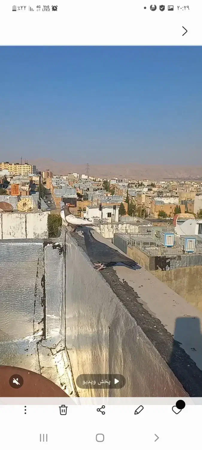 کفتر سیاه زاغ آبادانی ۳میلیون تومن|پرنده|شیراز, شهرک گلستان|دیوار