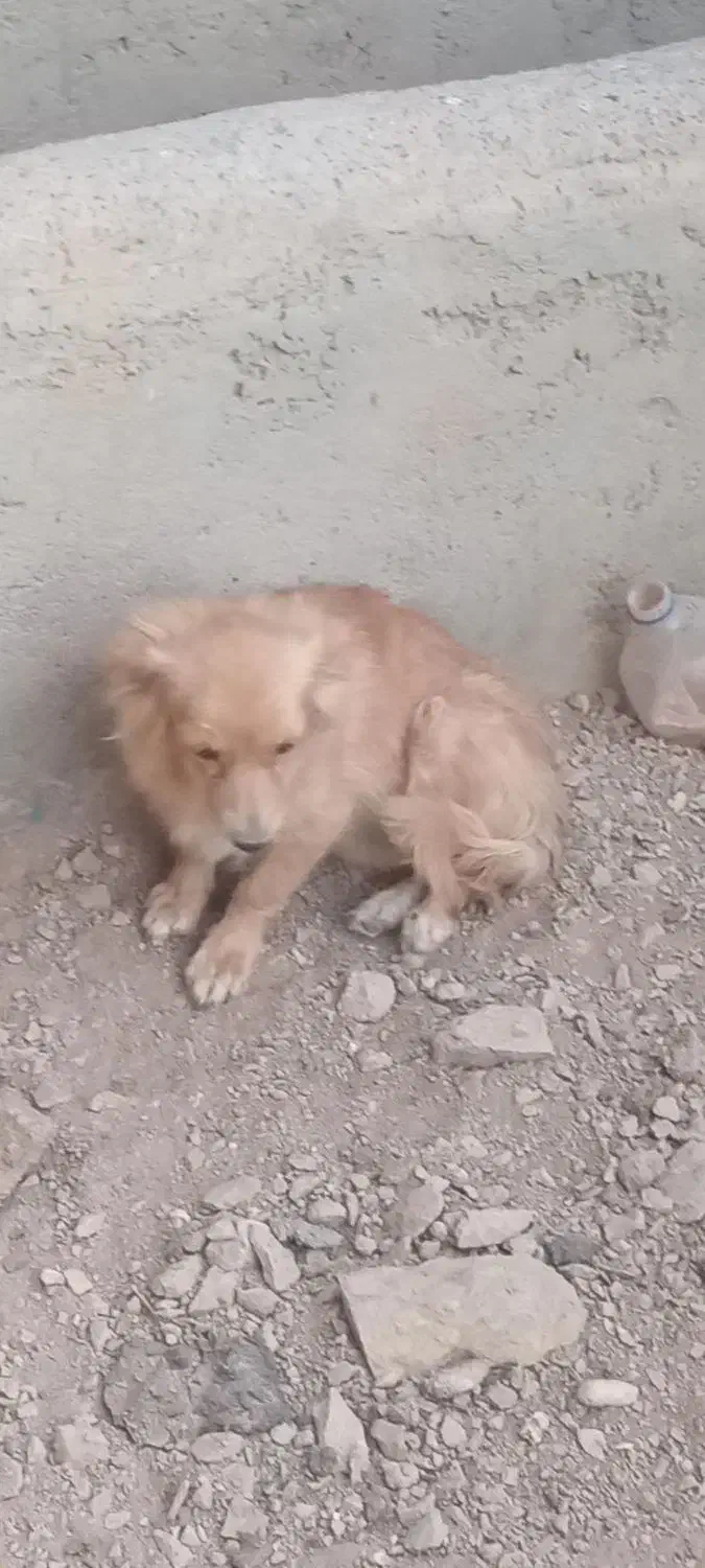 سگ پای|سگ|خمینی‌شهر, |دیوار