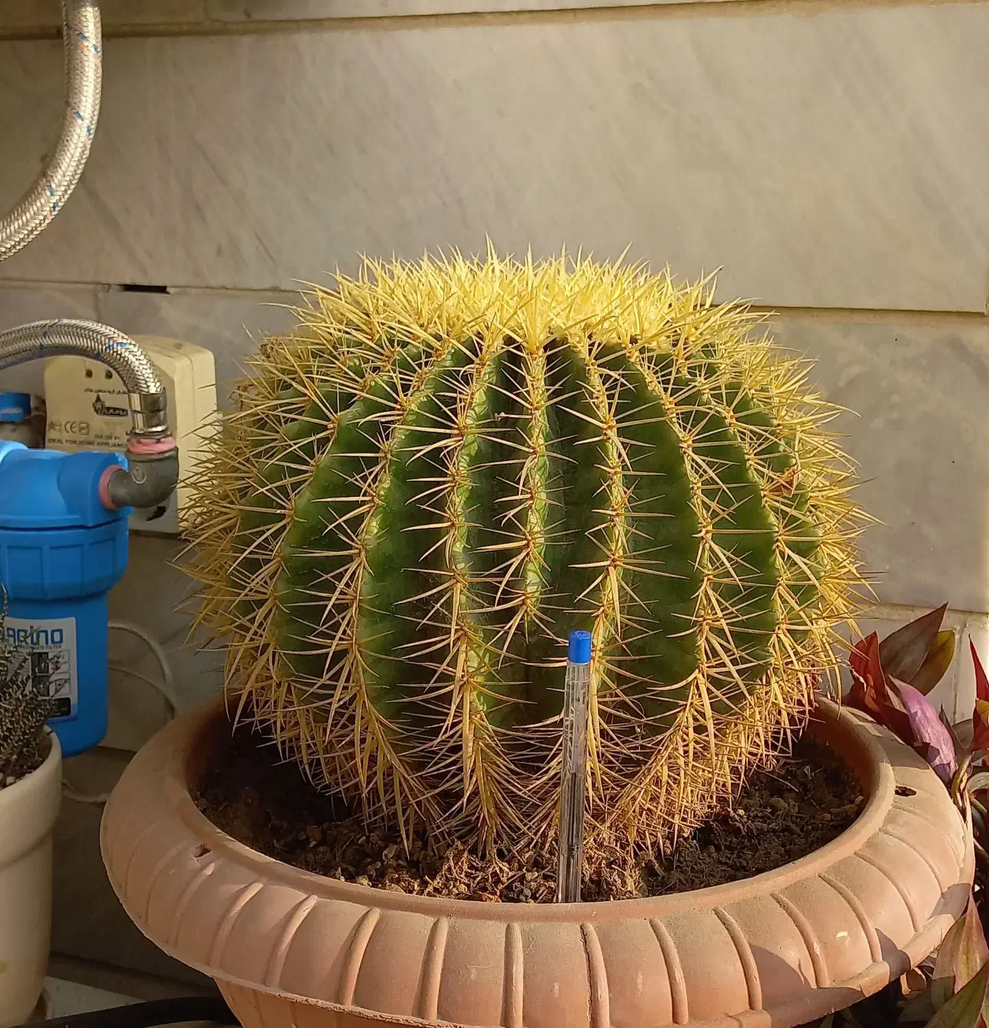 فروش کاکتوس توپی|گل و گیاه طبیعی|ساری, |دیوار