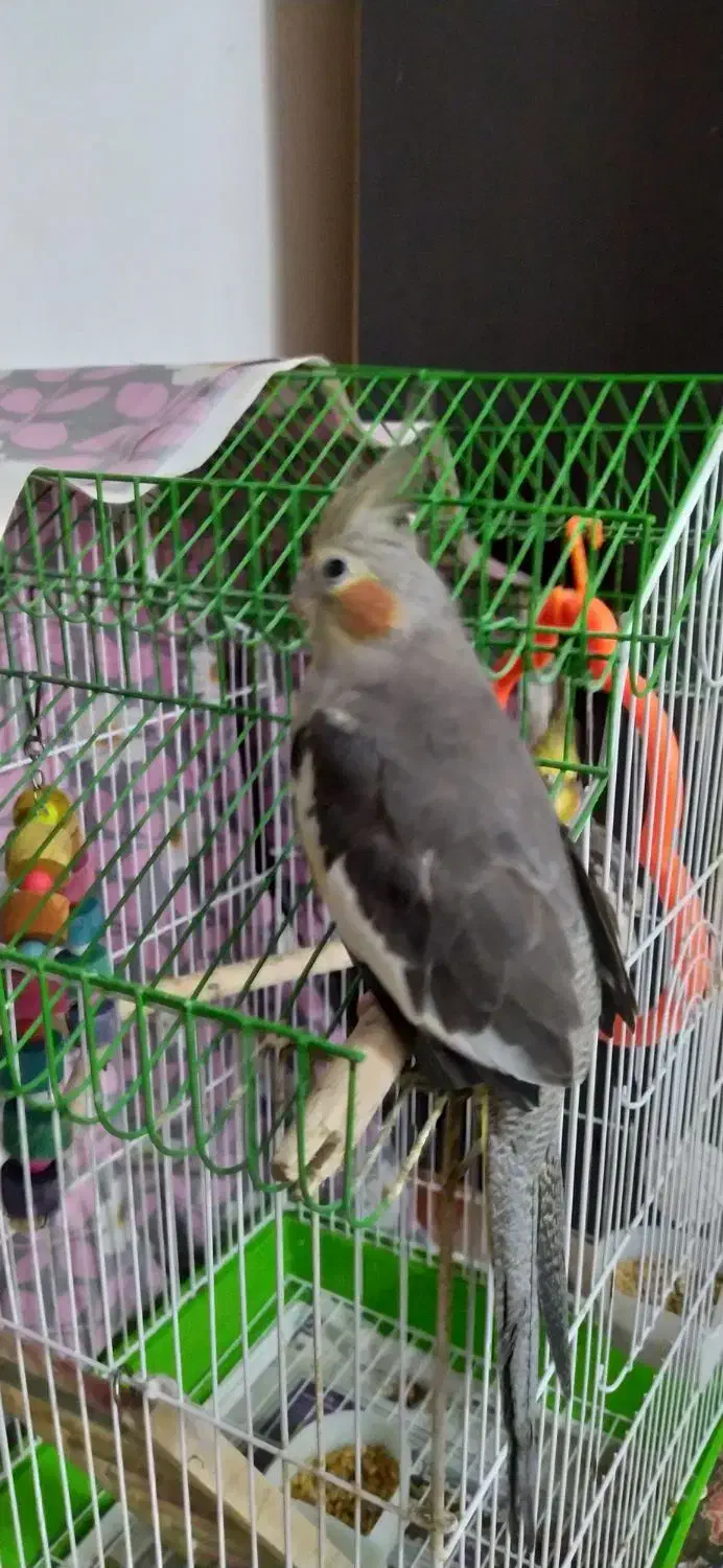 عروس هلندی|پرنده|فومن, |دیوار