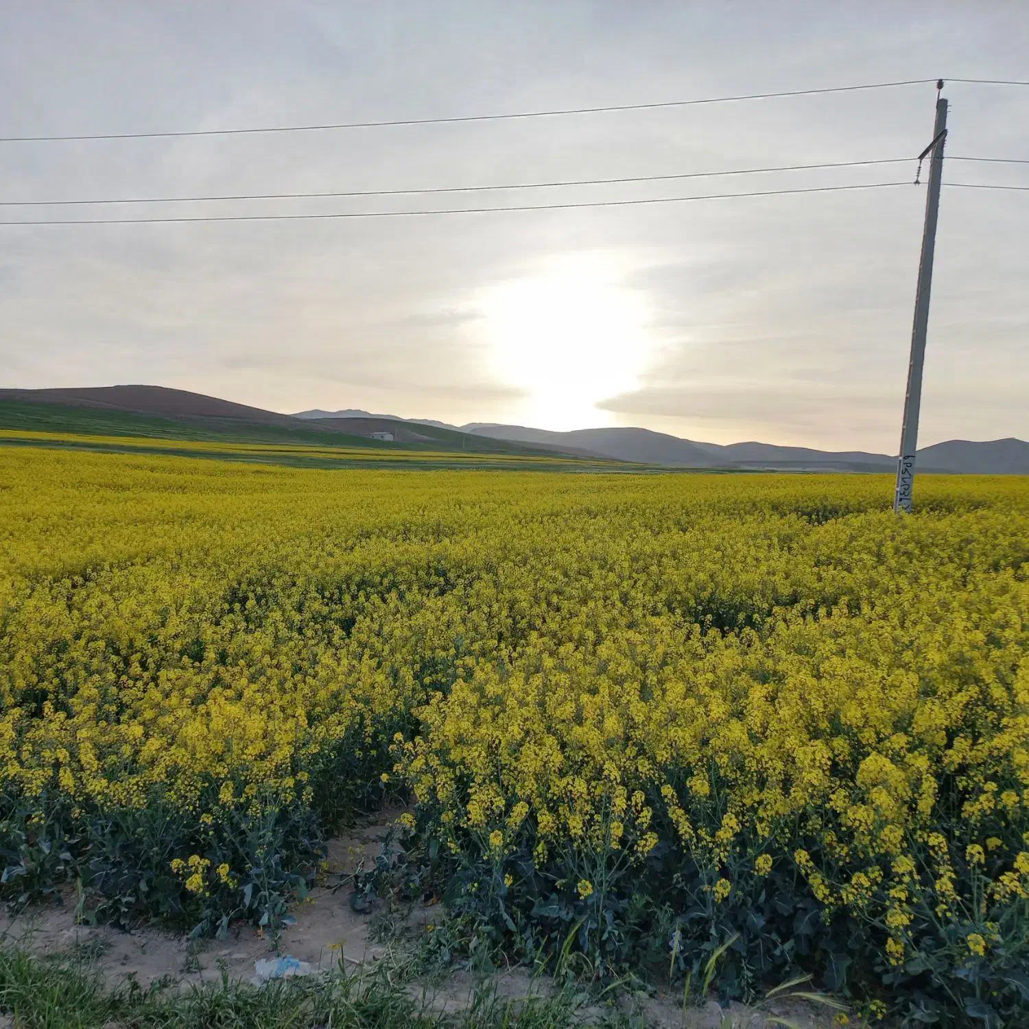 ۱۵۰متر زمین مشاع|فروش زمین و ملک کلنگی|سیلوانه, |دیوار