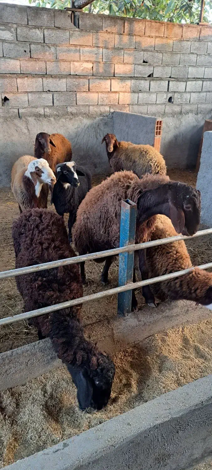 گوسفند نر پروار شده|حیوانات مزرعه|قائم‌شهر, |دیوار