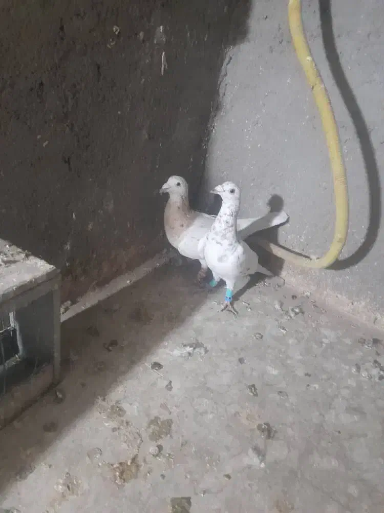 کفتررنگه|پرنده|مشهد, کشف|دیوار