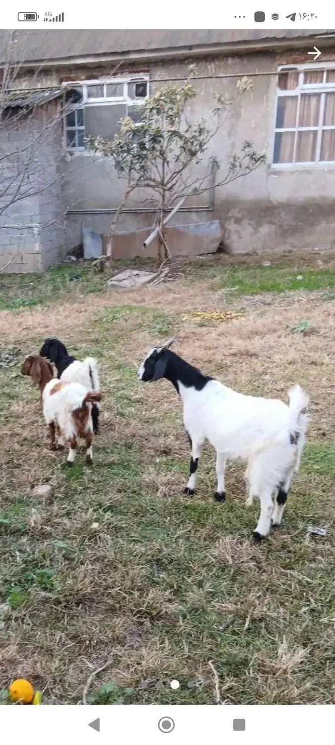 بگوسفند بز دوقلوزا آبستن با دو بزغاله|حیوانات مزرعه|چمستان, |دیوار