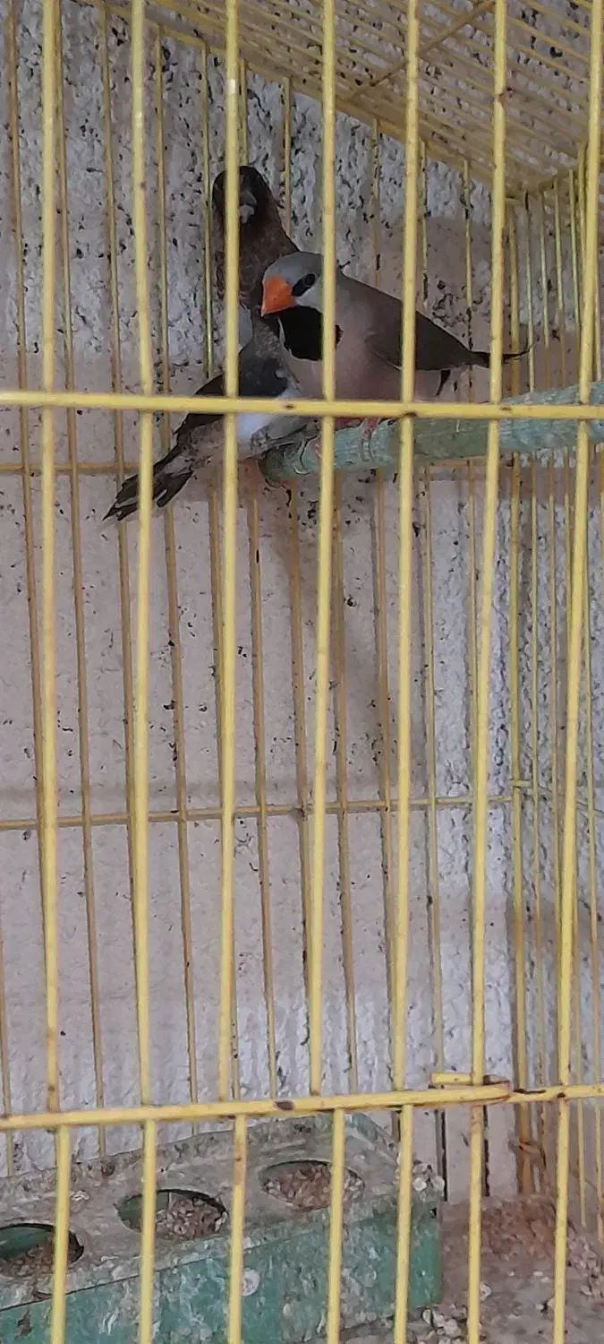 فنج کراواتی آواز خوان|پرنده|عجب شیر, |دیوار