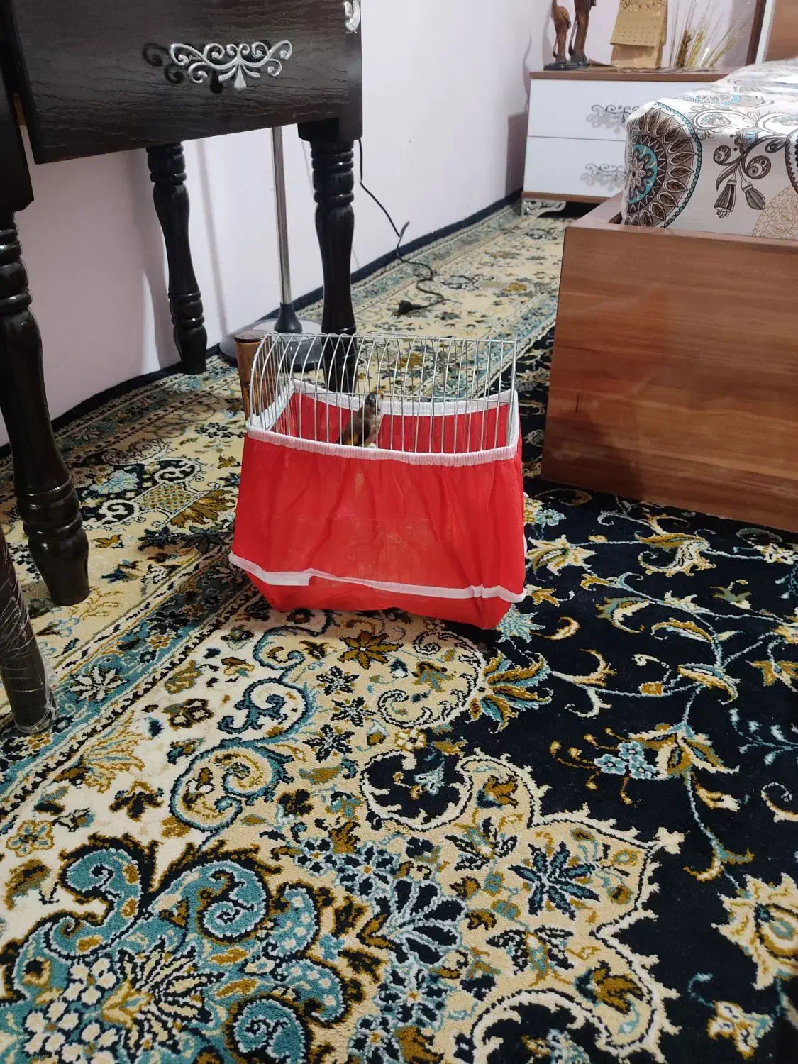 سهره ۳سال قفس|پرنده|کرمانشاه, |دیوار