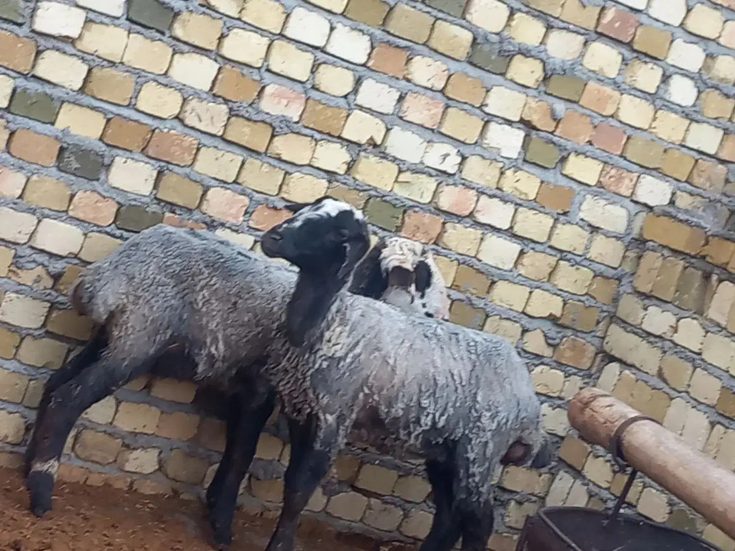 بره ماده شالی دوقلوزا پای قوچ|حیوانات مزرعه|قزوین, |دیوار