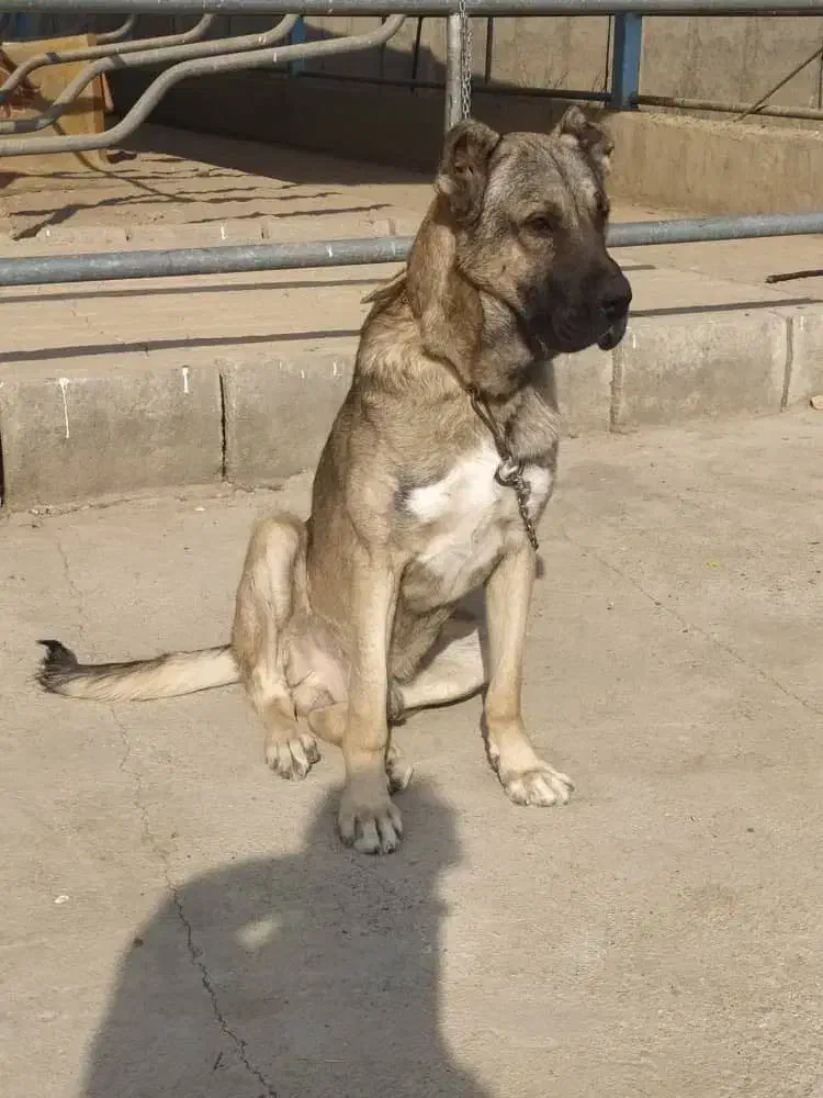 سگ سرابی|سگ|هشتگرد, هشتگرد قدیم|دیوار