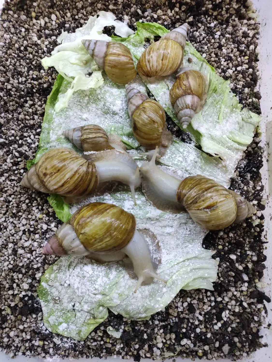 حلزون مولد|خزنده|تهران, شهرک خرازی|دیوار