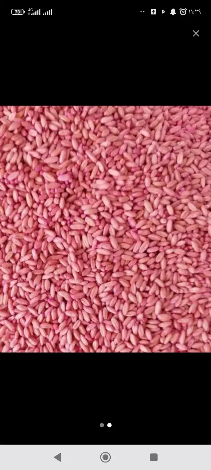 بذرگندم شیشه بوجاری شده سم شده|خدمات باغبانی و درختکاری|شاهین دژ, |دیوار