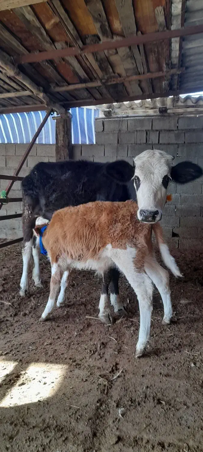 گاو|حیوانات|بندر ترکمن, |دیوار