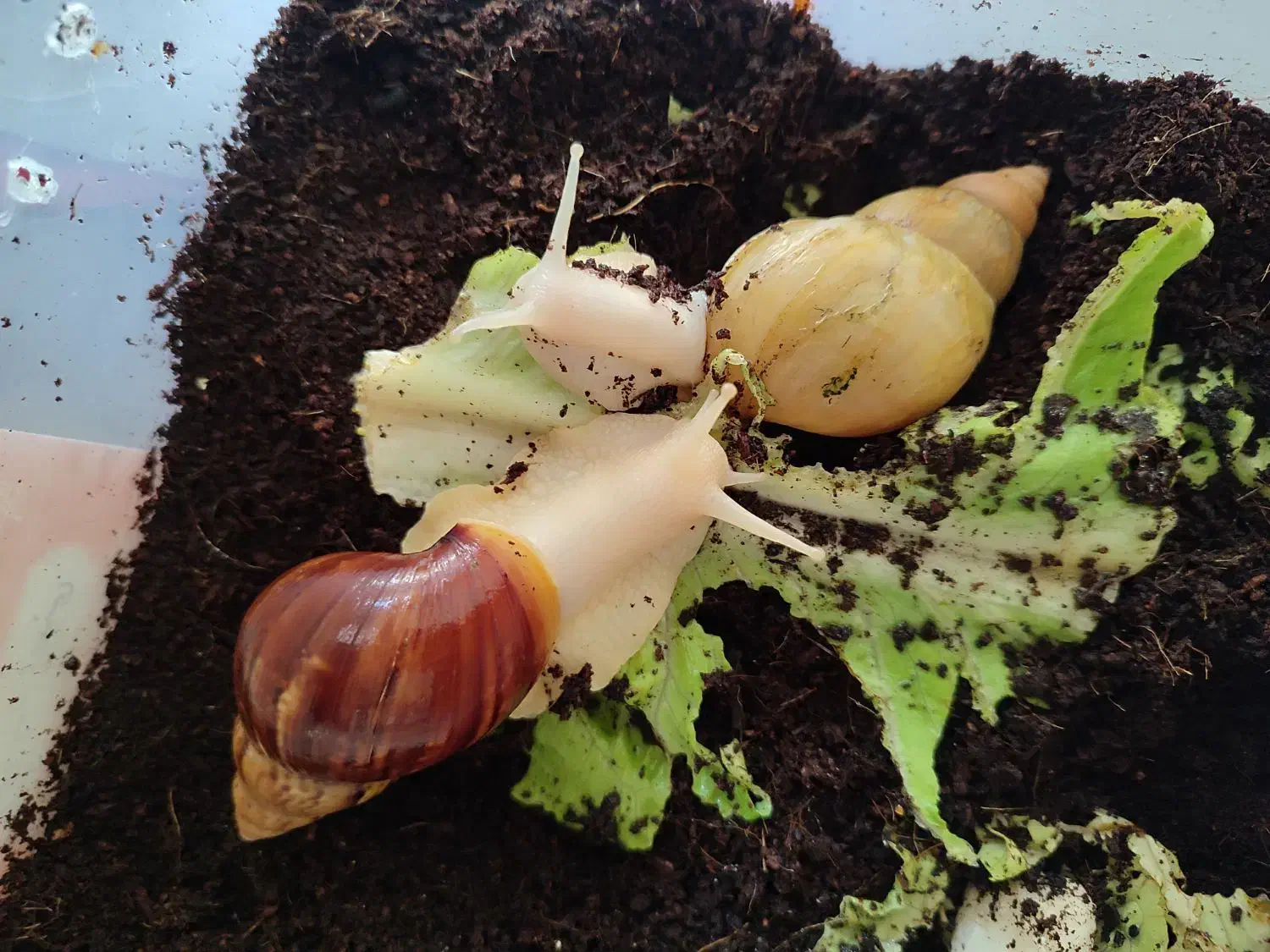 حلزون و خاویار|حیوانات مزرعه|هشتگرد, هشتگرد قدیم|دیوار