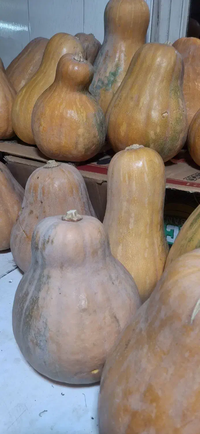 کدو طارم|خوردنی و آشامیدنی|کوثر, |دیوار