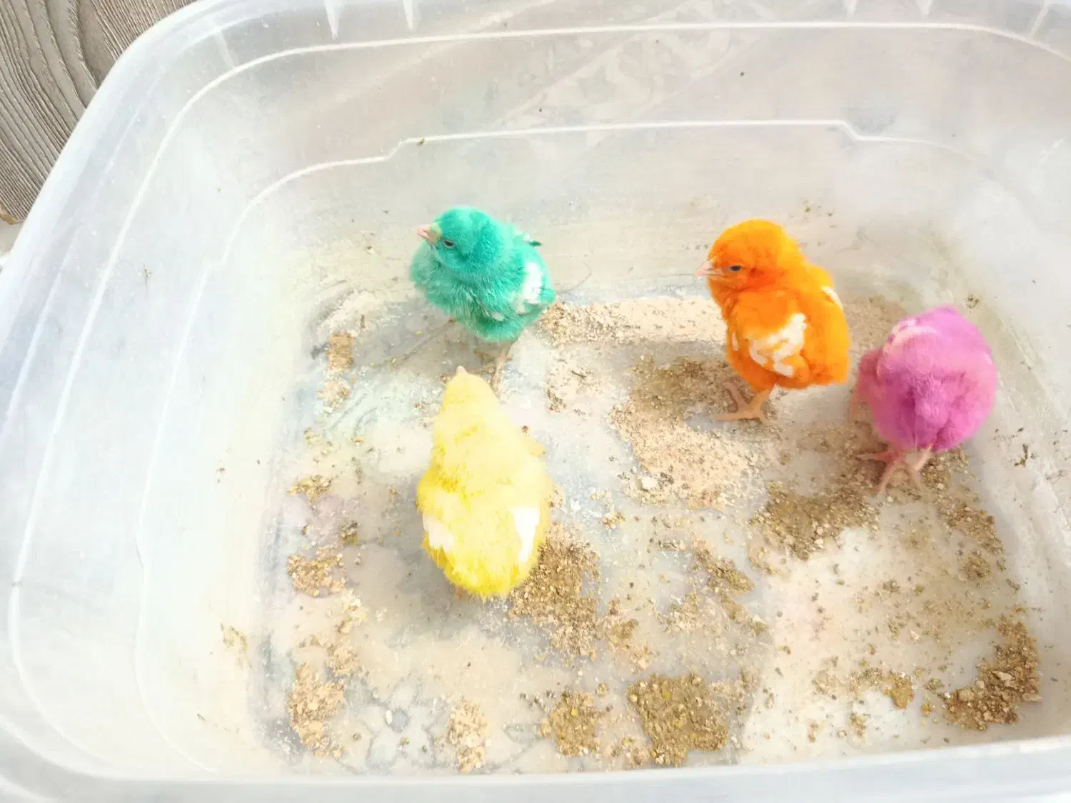 جوجه رنگی رسید یک هفتهای از مرگ و میر در اومده|حیوانات مزرعه|قم, شهرک مهدیه (مدرس)|دیوار