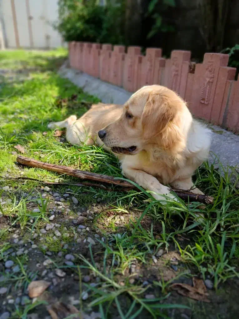 سگ گلدن|سگ|لشت نشا, |دیوار