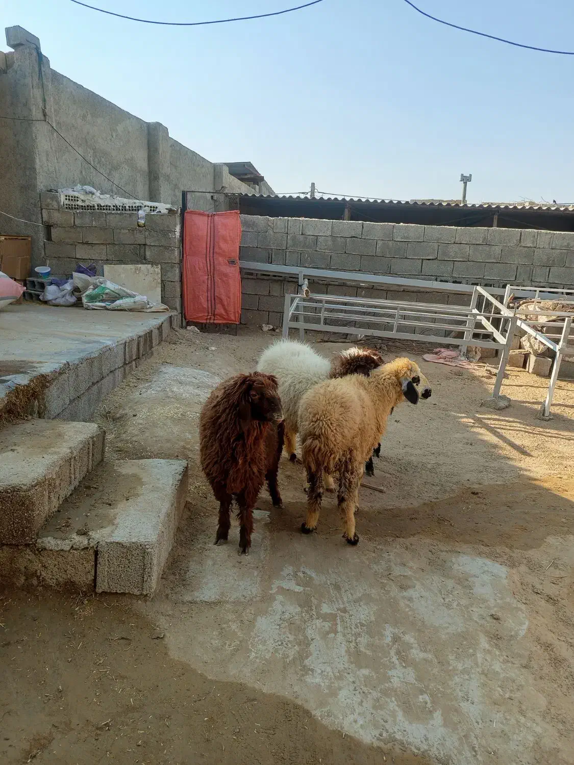 چهار عدد بره فروشی سه نر یک ماده|حیوانات مزرعه|برازجان, |دیوار